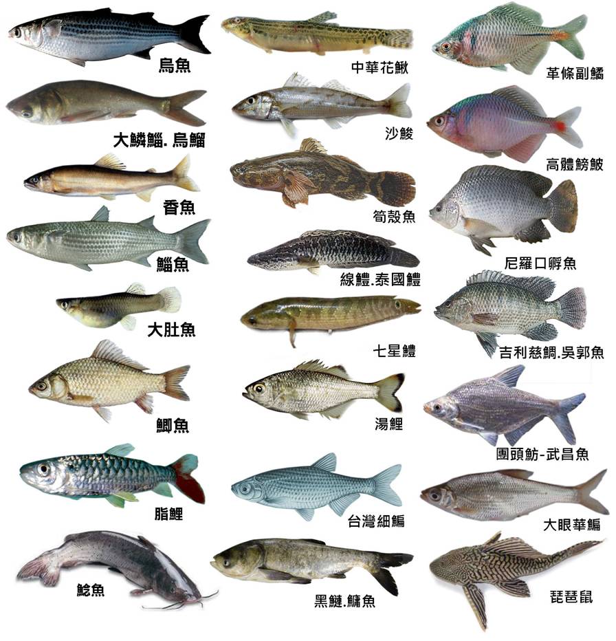 河流生態生物